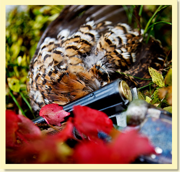 aktivitetar 01%5b1%5d